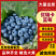 【F6蓝莓】特级蓝莓品种优良对接商超档口发往全国