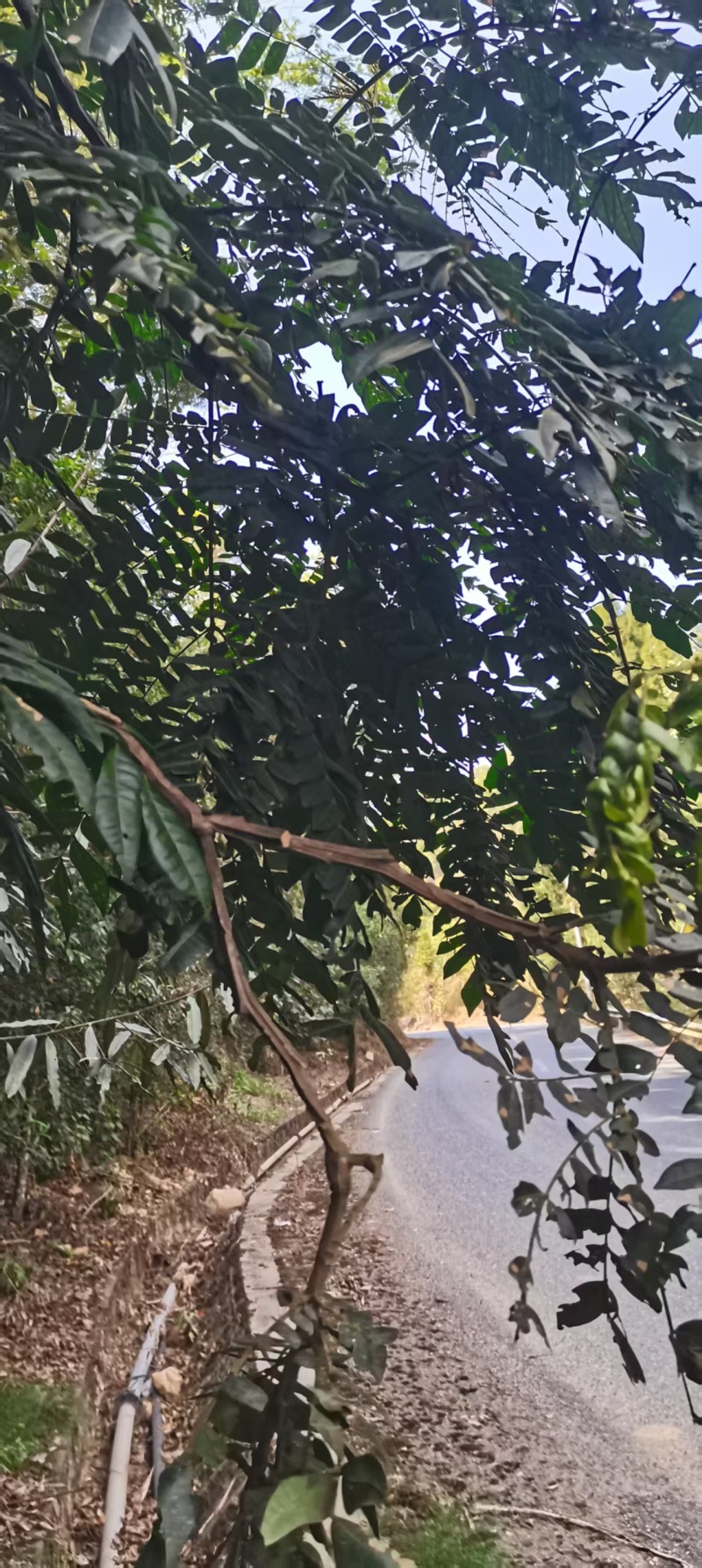 云南中药材猴耳环产地直发货源充足欢迎来基地考察订购