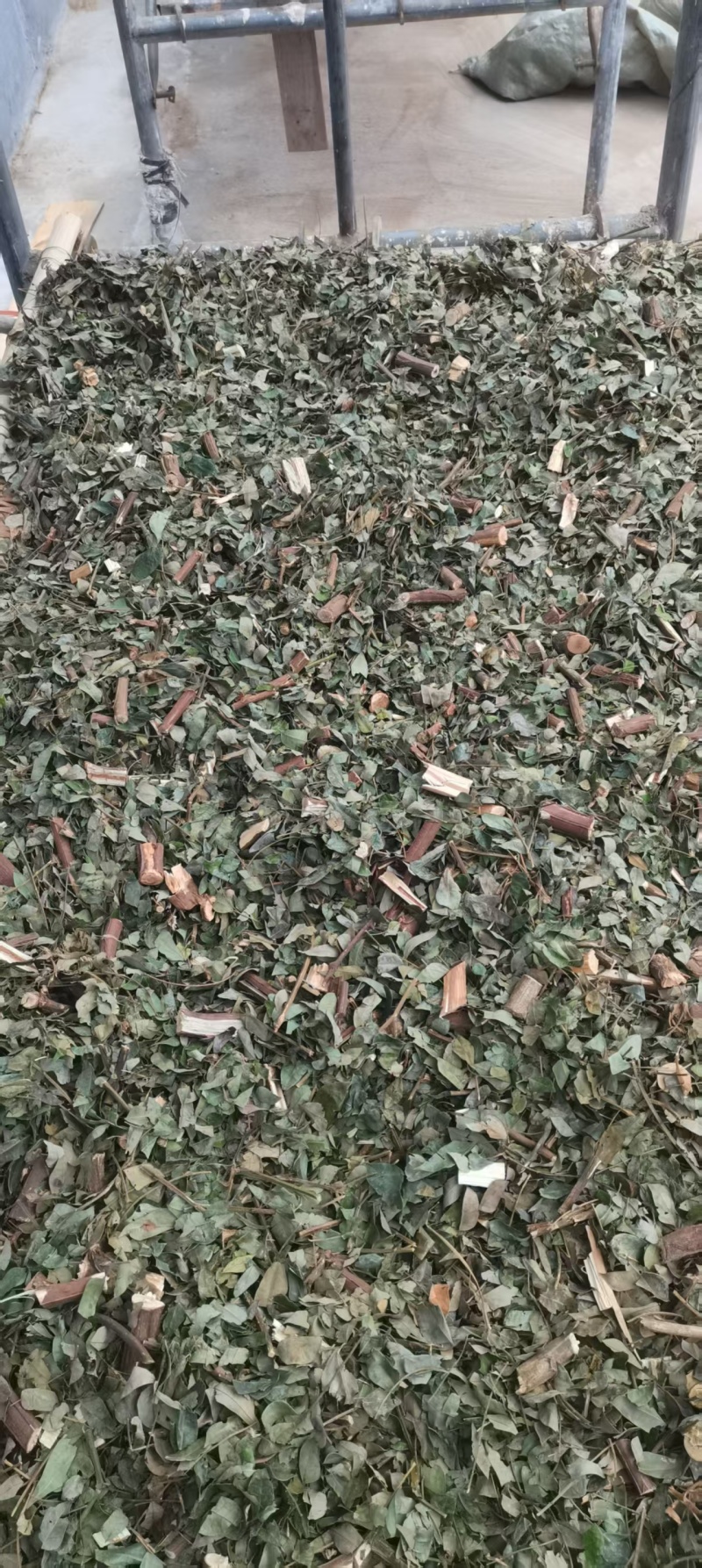 云南中药材猴耳环产地直发货源充足欢迎来基地考察订购