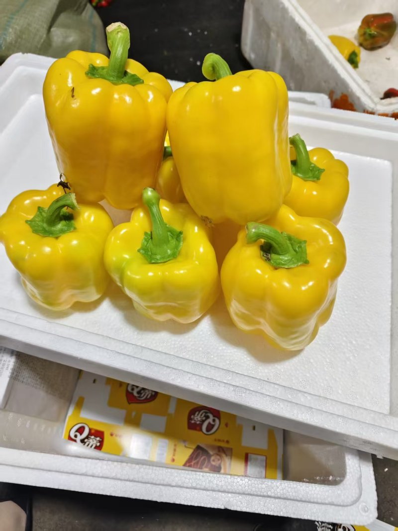 精品五彩椒，黄椒，产地直发货源充足，品质保证，欢迎各地