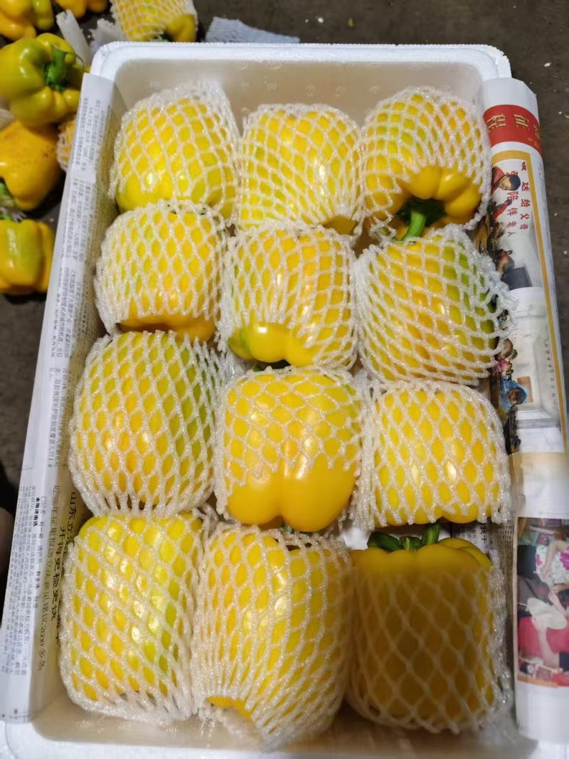 精品五彩椒，黄椒，产地直发货源充足，品质保证，欢迎各地