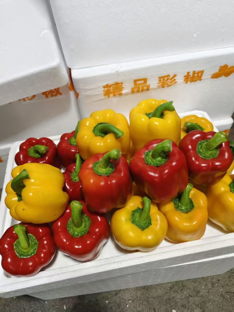 精品五彩椒，红椒，产地直发货源充足，品质保证，欢迎各地