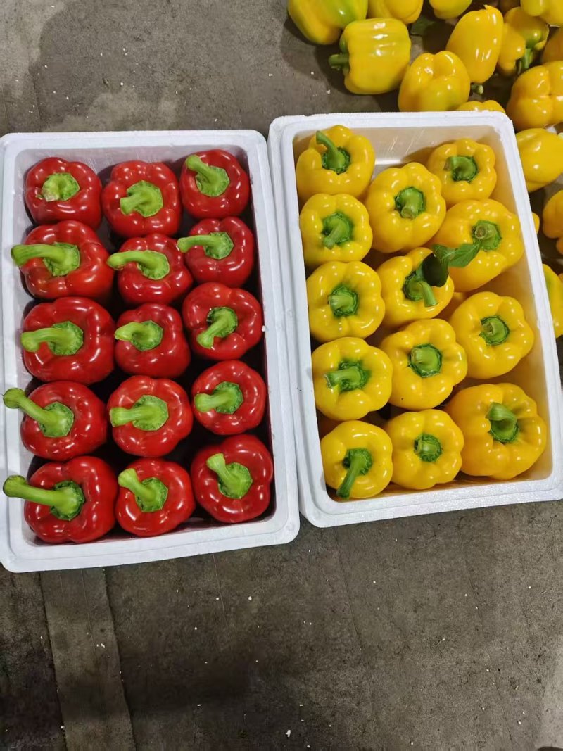 精品五彩椒，黄椒，产地直发货源充足，品质保证，欢迎各地