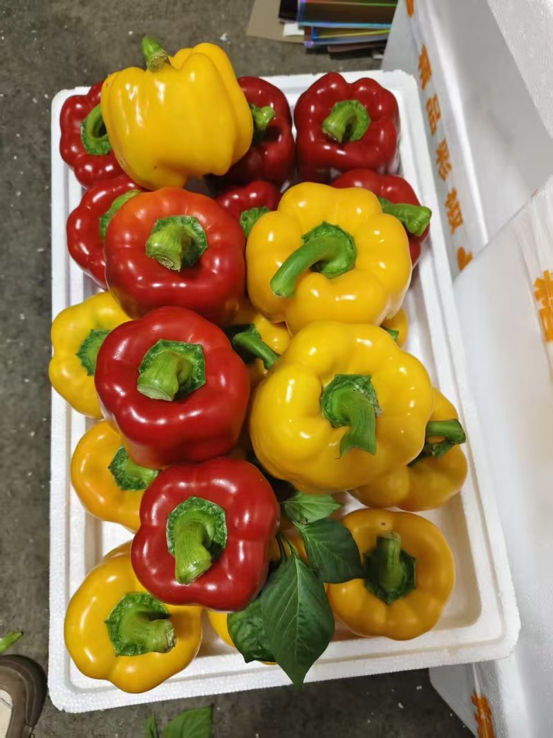精品五彩椒，黄椒，产地直发货源充足，品质保证，欢迎各地
