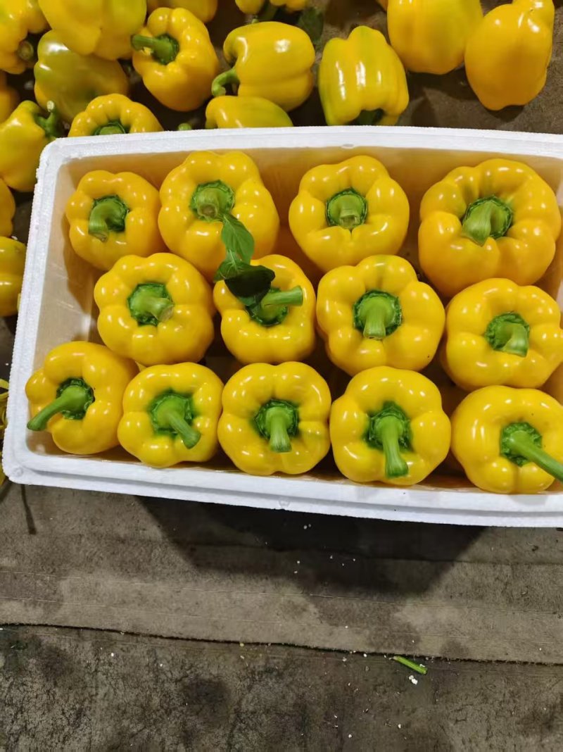 精品五彩椒，黄椒，产地直发货源充足，品质保证，欢迎各地
