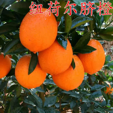 纽荷尔脐橙苗赣南脐橙树嫁接苗苗圃现挖苗发货