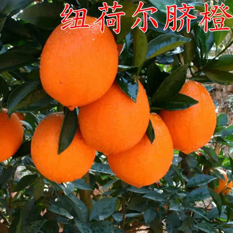 纽荷尔脐橙苗赣南脐橙树嫁接苗苗圃现挖苗发货