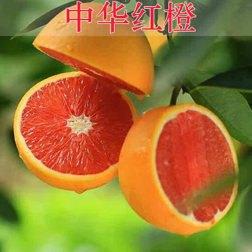 中华红橙苗嫁接红肉血橙脐橙树苗基地现挖苗发货