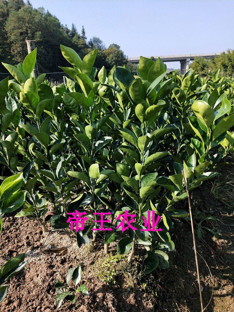 红肉脐橙苗嫁接血橙苗卡拉卡拉脐橙树苗苗圃直销