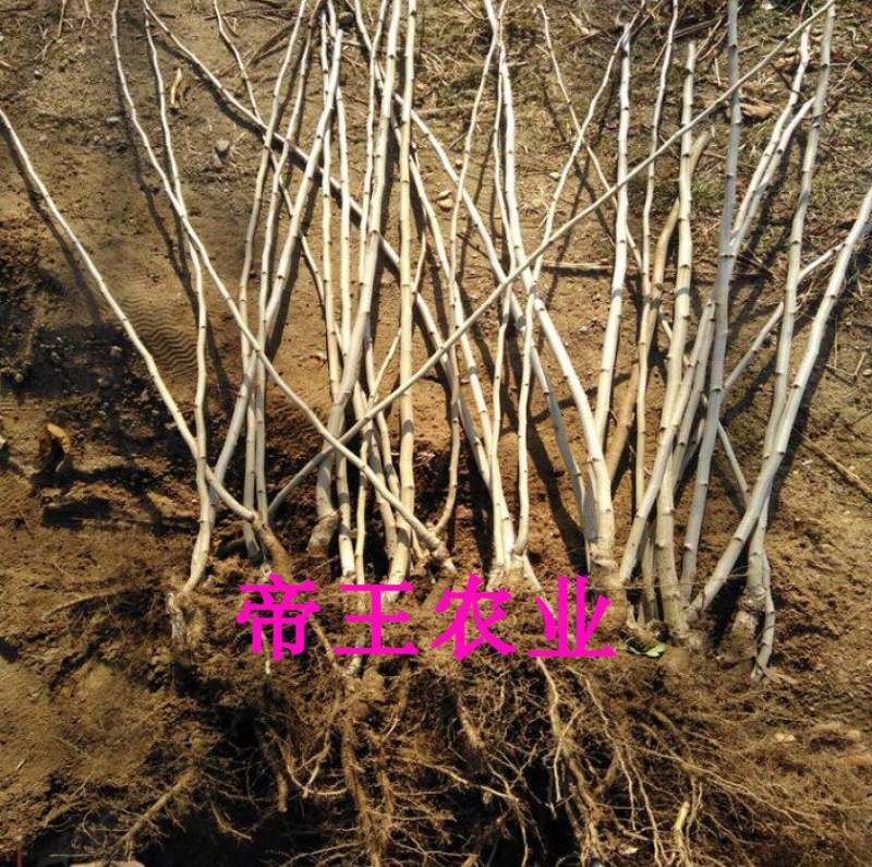 大五棱山楂苗嫁接大山楂树苗当年结果南北方都可以种植