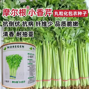 摩尔根小香芹种子丸粒化包衣芹菜种籽四季抗倒伏抗病脆嫩清香