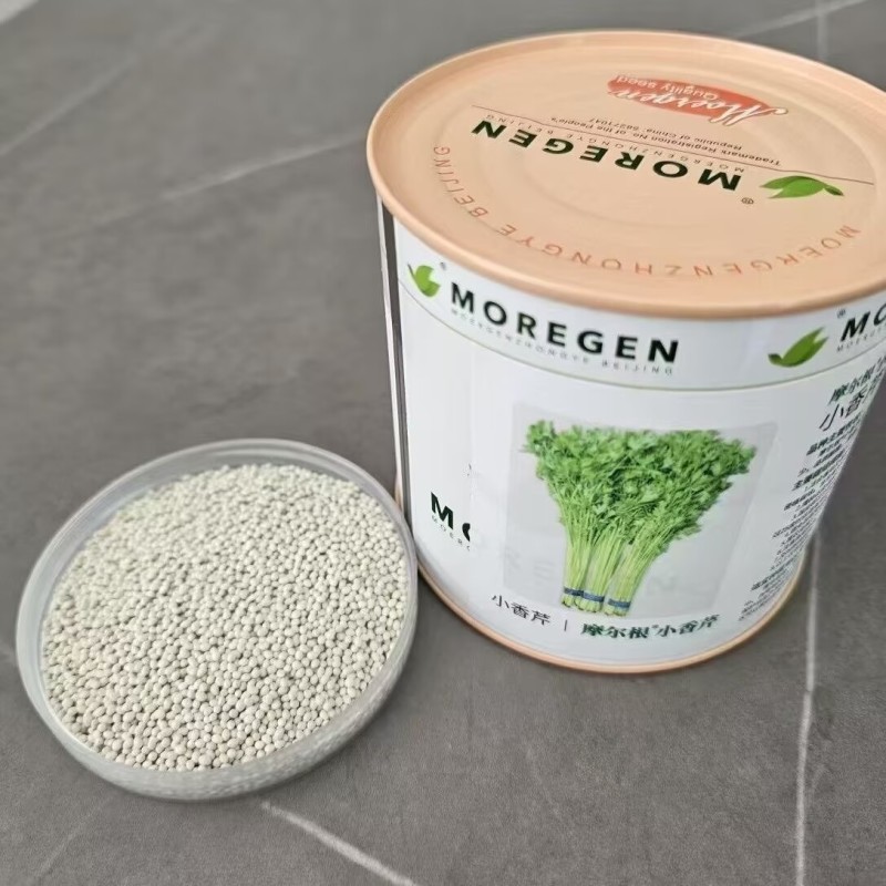 摩尔根小香芹种子丸粒化包衣芹菜种籽四季抗倒伏抗病脆嫩清香