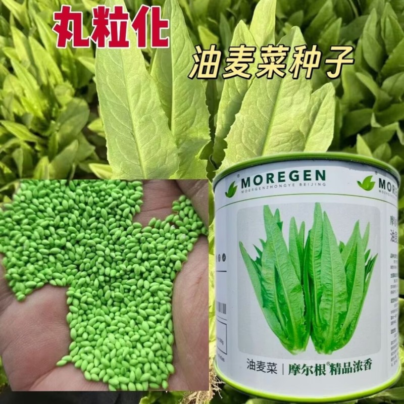 丸粒化油麦菜种子摩尔根浓香油麦菜种籽宽叶耐热耐寒四季蔬菜
