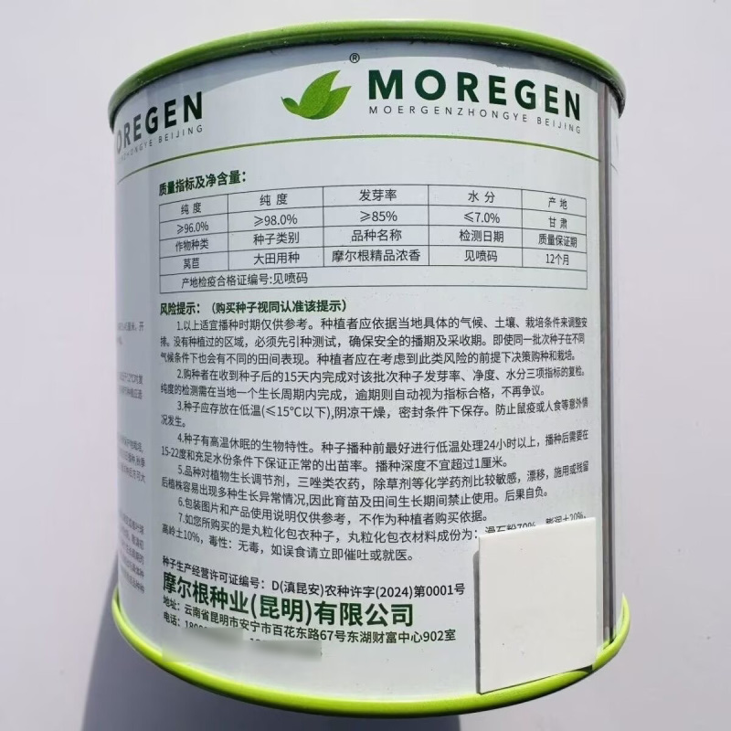丸粒化油麦菜种子摩尔根浓香油麦菜种籽宽叶耐热耐寒四季蔬菜