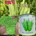 丸粒化油麦菜种子摩尔根浓香油麦菜种籽宽叶耐热耐寒四季蔬菜