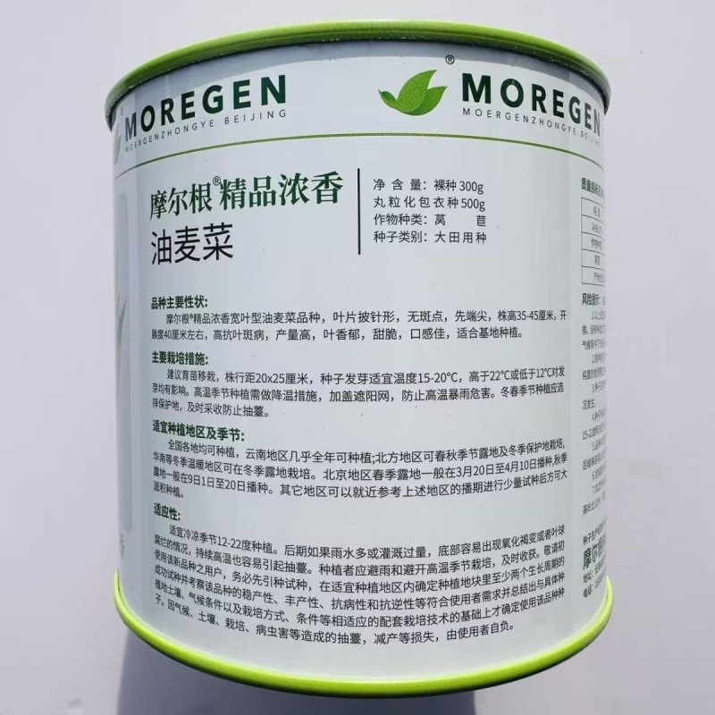 丸粒化油麦菜种子摩尔根浓香油麦菜种籽宽叶耐热耐寒四季蔬菜