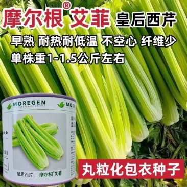 丸粒化西芹种子皇后西芹种籽单粒播种包衣四季耐热芹种子种子
