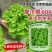 摩尔根808意大利生菜种子半结球生菜种籽高产全年耐抽苔