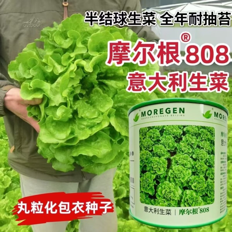 摩尔根808意大利生菜种子半结球生菜种籽高产全年耐抽苔