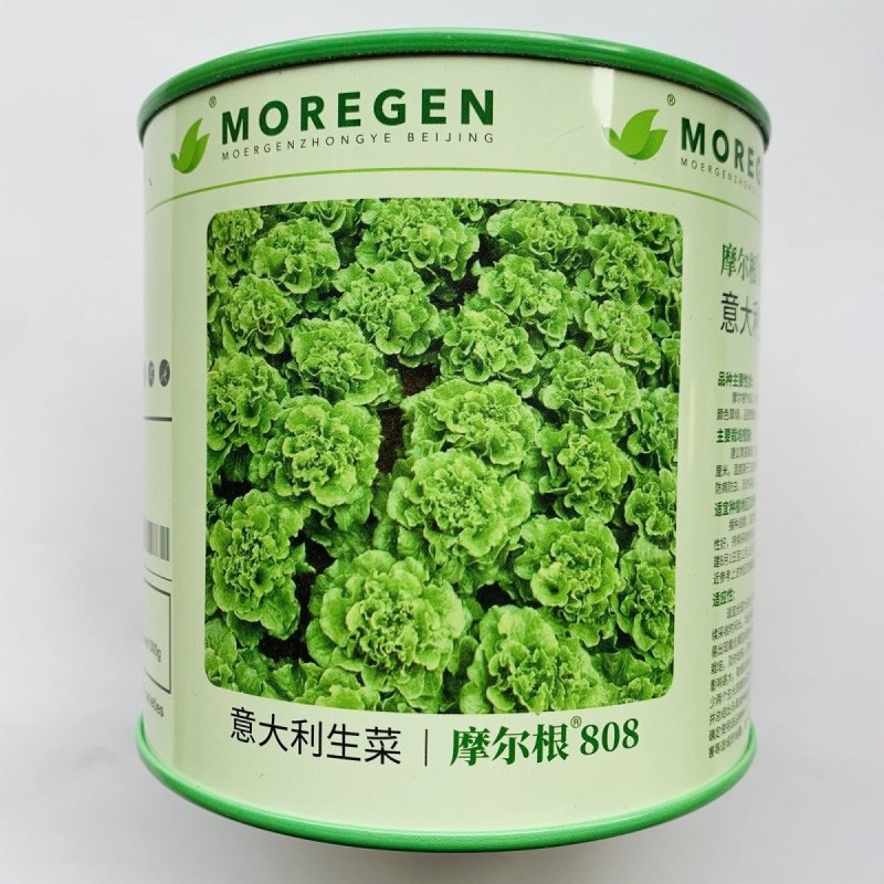 摩尔根808意大利生菜种子半结球生菜种籽高产全年耐抽苔