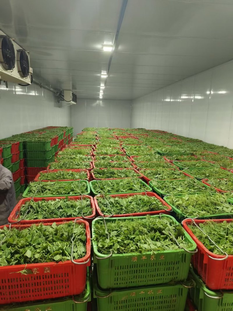 精品豌豆尖产地直发，常年有货，品质保证！