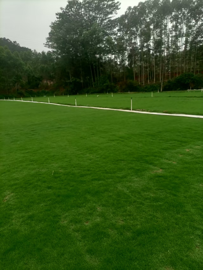 惠州湖镇草皮直销基地品质保证价格合理供应全国