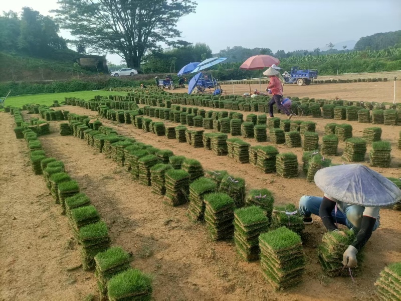 惠州湖镇草皮直销基地品质保证价格合理供应全国