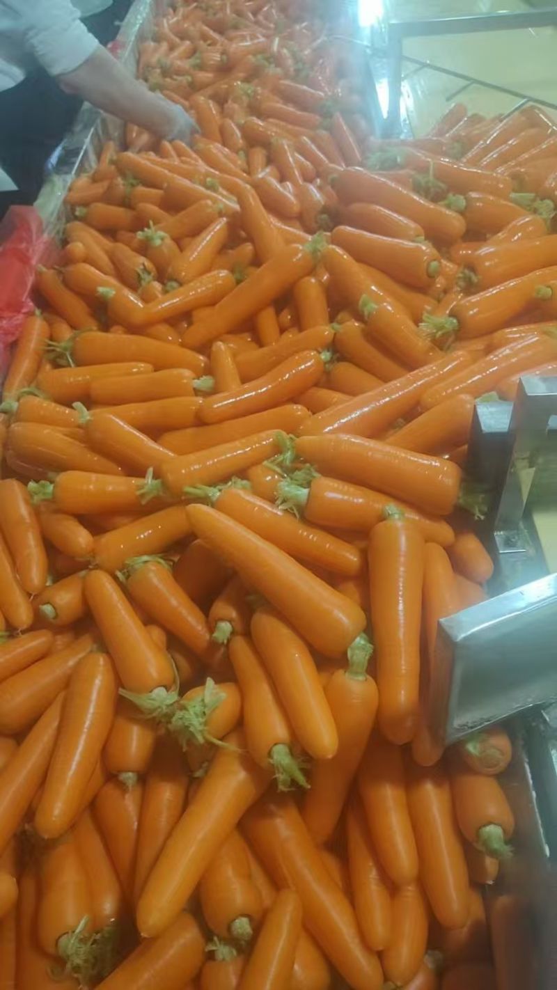 云南精品胡萝卜，水洗货，对接市场档口电商，商超，量大从优