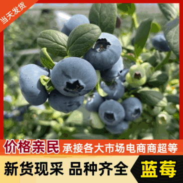 《云南蓝莓》L11L25F6优瑞卡蓝莓/电商代发