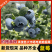 《云南蓝莓》L11L25F6优瑞卡蓝莓/电商代发