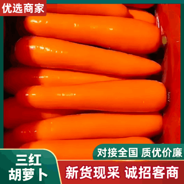 云南精品胡萝卜，水洗货，对接市场档口电商，商超，量大从优