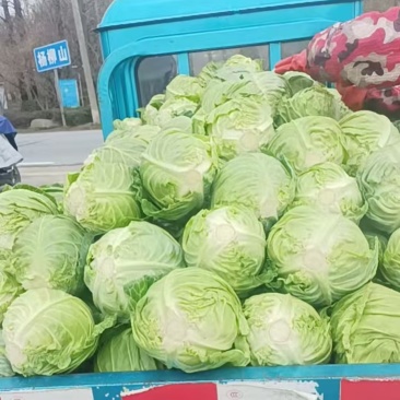 春季鲜嫩甘蓝菜健康美味别错过