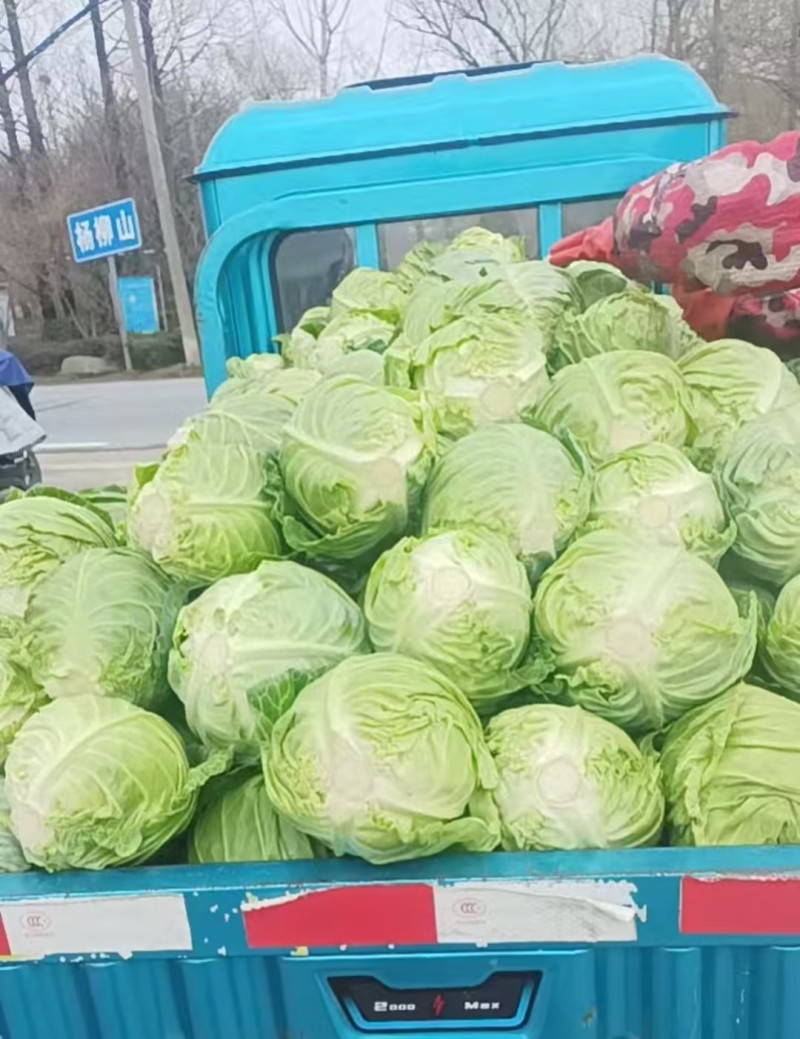 春季鲜嫩甘蓝菜健康美味别错过