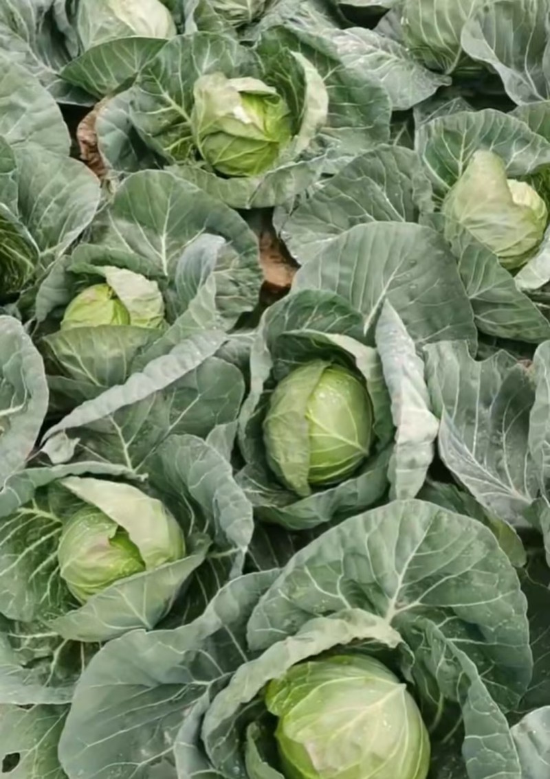 春季鲜嫩甘蓝菜健康美味别错过
