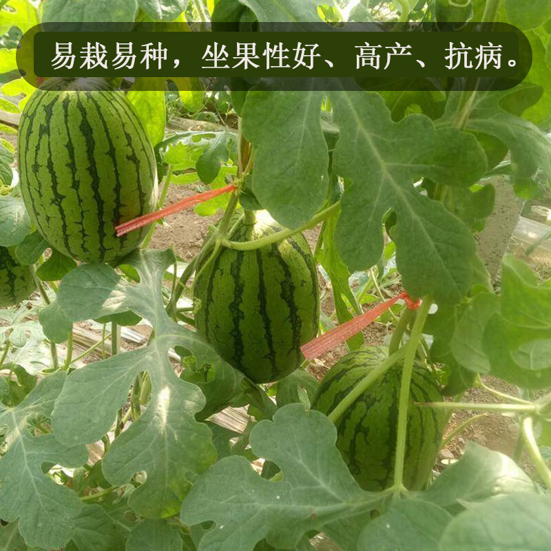 金美2K西瓜种子礼品西瓜种子早熟瓤红高产基地用种小西瓜种