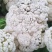 精品白花菜新鲜花菜产地直发菜花青梗松花高品质菜花椰菜