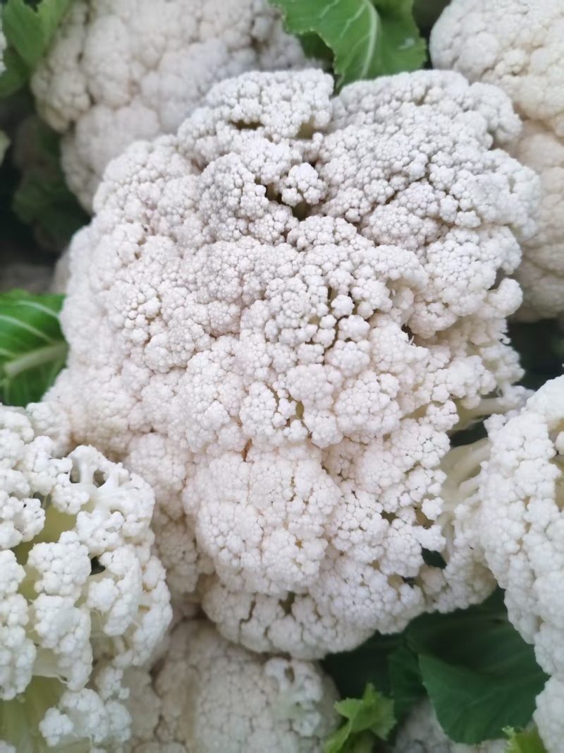 精品白花菜新鲜花菜产地直发菜花青梗松花高品质菜花椰菜