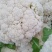 精品白花菜新鲜花菜产地直发菜花青梗松花高品质菜花椰菜