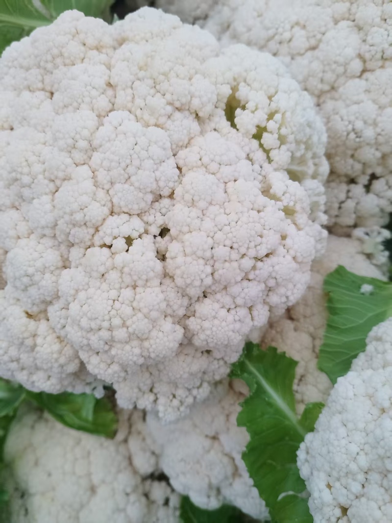 精品白花菜新鲜花菜产地直发菜花青梗松花高品质菜花椰菜