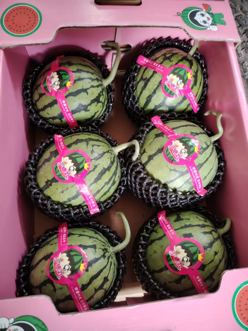 安徽本地精品小糖丸西瓜/产地直发/量大从优/欢迎来电