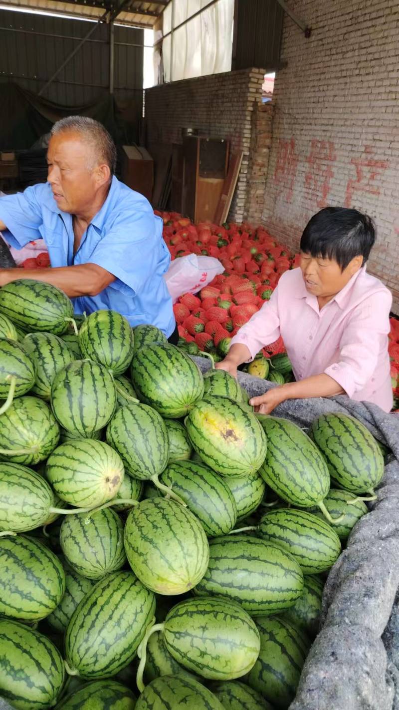 安徽本地精品小糖丸西瓜/产地直发/量大从优/欢迎来电