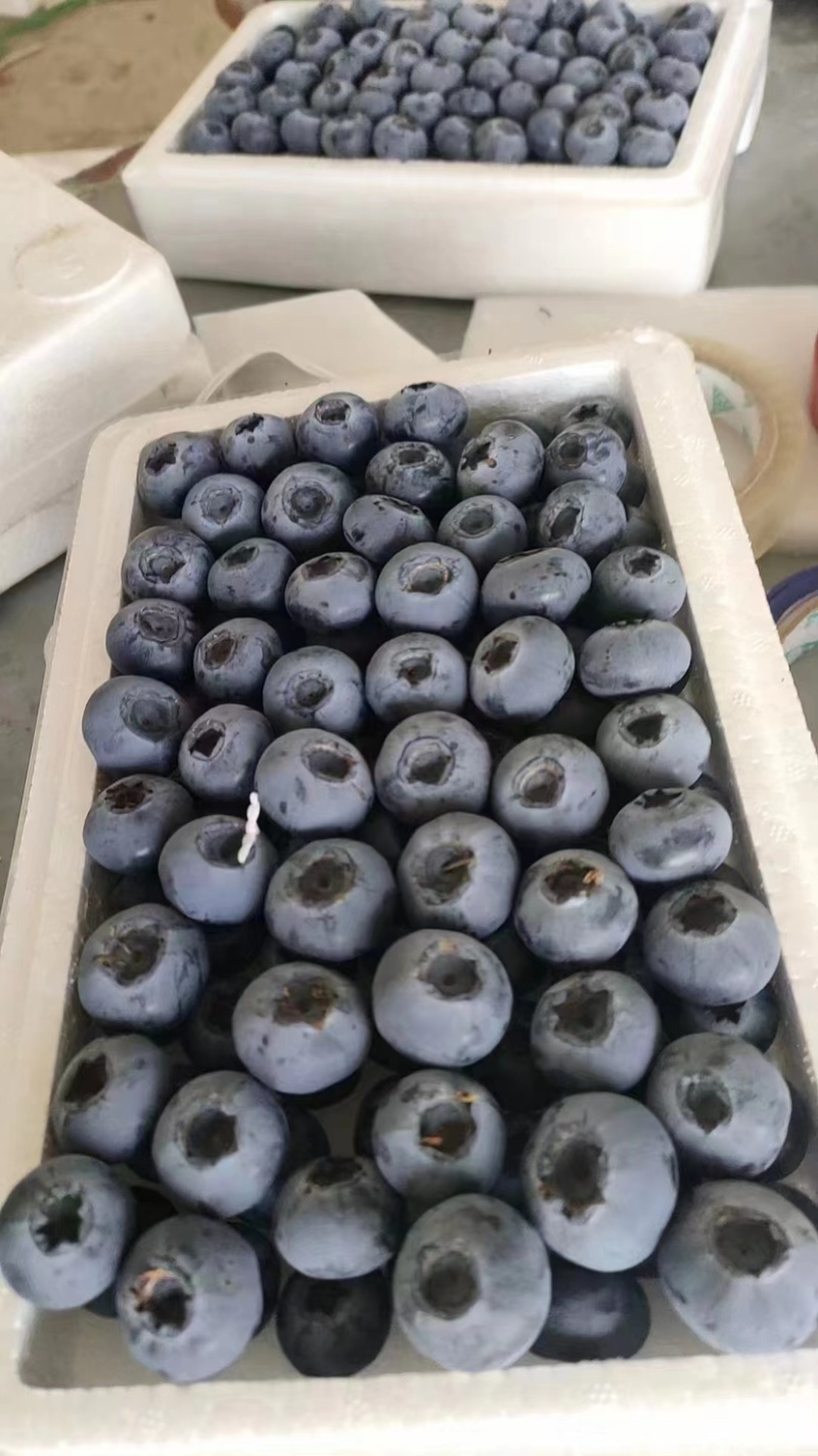 山东蓝莓F6蓝莓花香蓝莓L11优瑞卡T3蓝莓