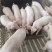 【热卖】三元仔猪量大质优价格优惠欢迎咨询采购