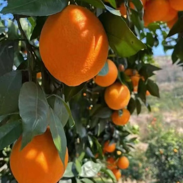 重庆橙子🍊，产地直供，欢迎咨询