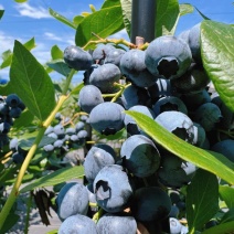 【热卖】L25蓝莓产地直销量大质优价格优惠