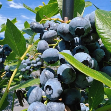 【热卖】L25蓝莓产地直销量大质优价格优惠