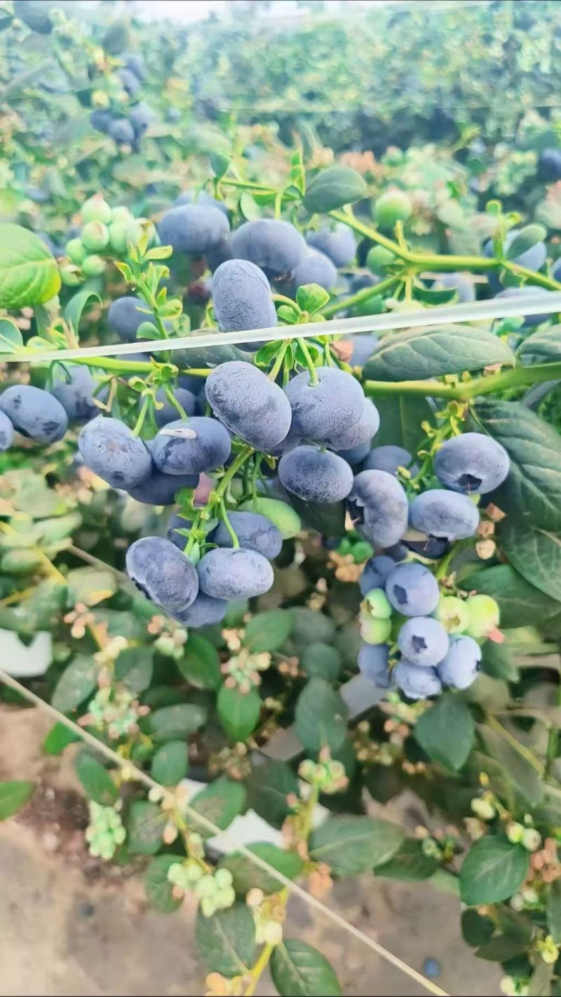 【热卖】L25蓝莓产地直销量大质优价格优惠