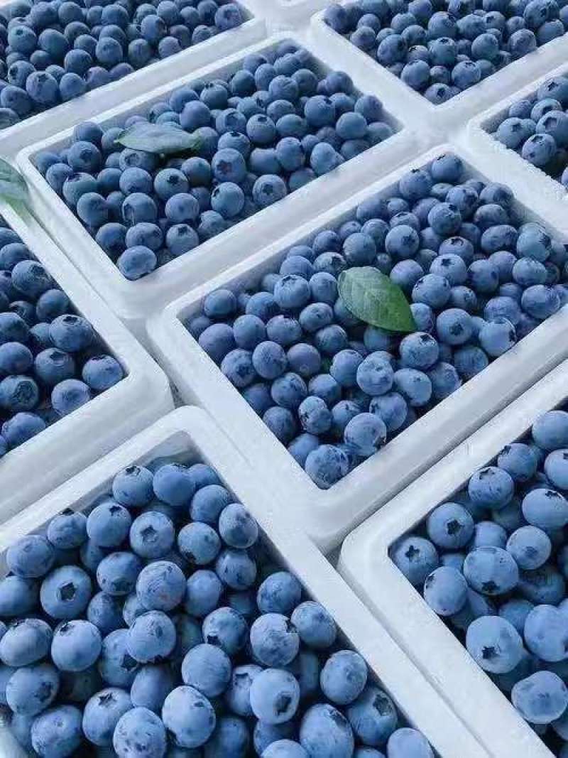 l11蓝莓产地直销量大质优价格优惠欢迎咨询