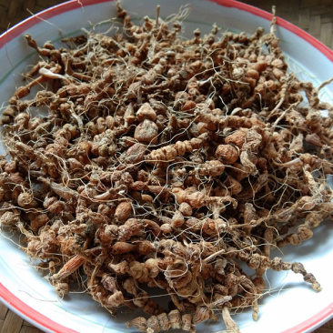 山货九籽连环草干货贵州中草药材算盘子银珠草珍珠算盘子