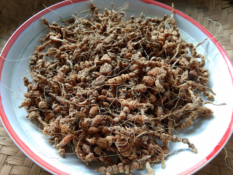 山货九籽连环草干货贵州中草药材算盘子银珠草珍珠算盘子